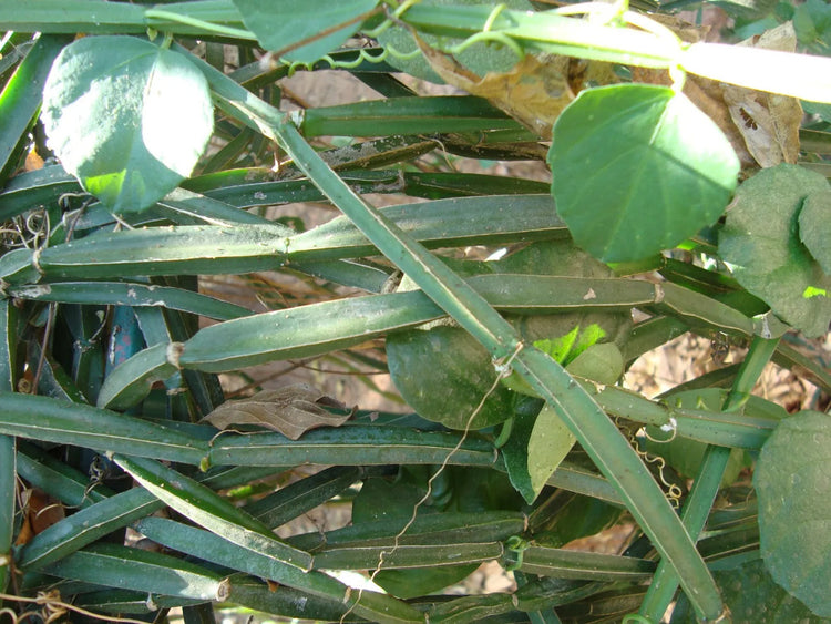 Winged Treebine Extract